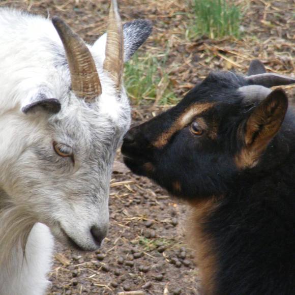 Meet your Posher, David - Picture 1 of 1